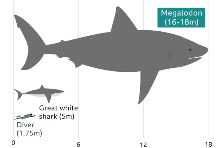 La publicación detalla un nuevo cálculo sobre las proporciones del megalodón
