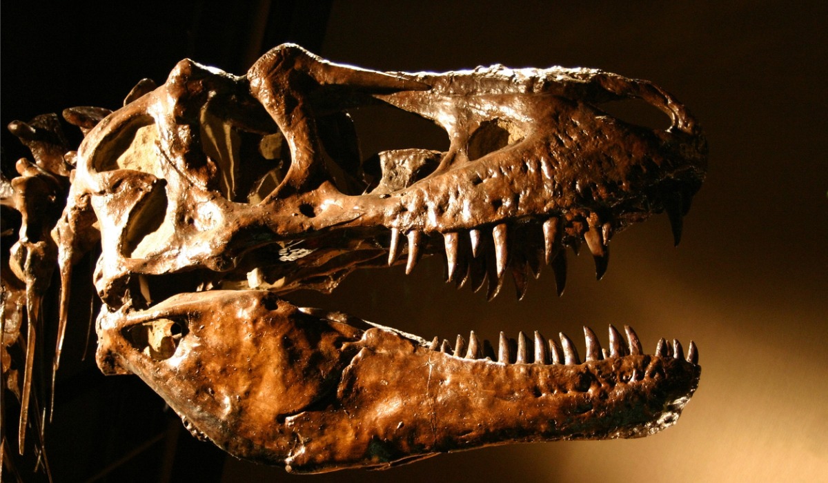 El cálculo deja entrever que se han encontrado muy pocos fósiles de T-Rex.