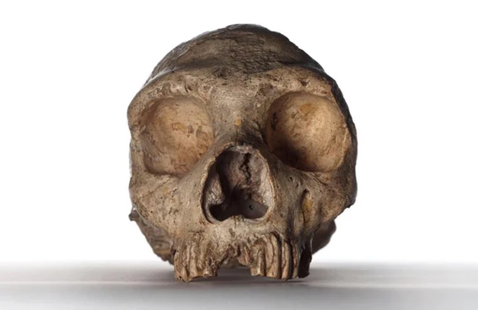 Cráneo de un homínido.