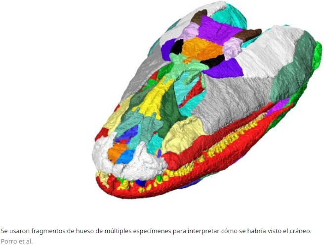 La visualización en 3D dio como resultado un cráneo parecido al de un cocodrilo moderno.