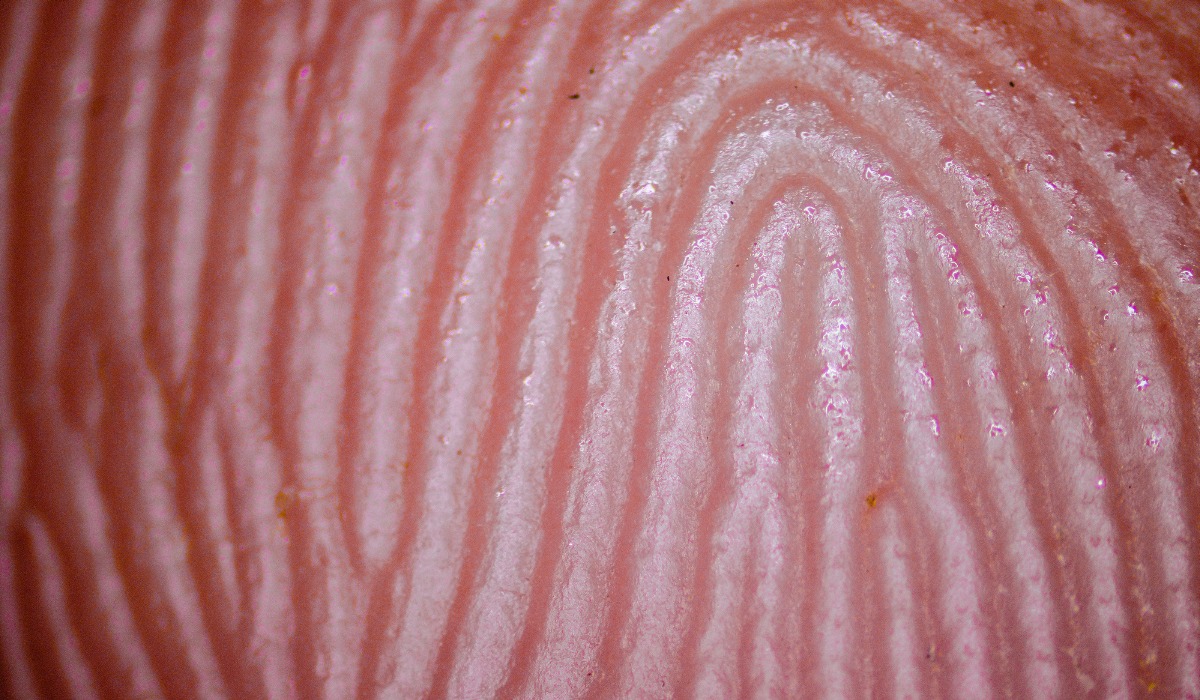 Crestas paralelas, conocidas como dermatoglifos, dan forma a la huella digital.