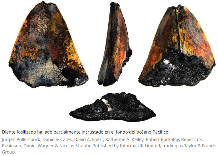 Este diente fosilizado es excepcional, ya que es el primero encontrado ‘in situ’.