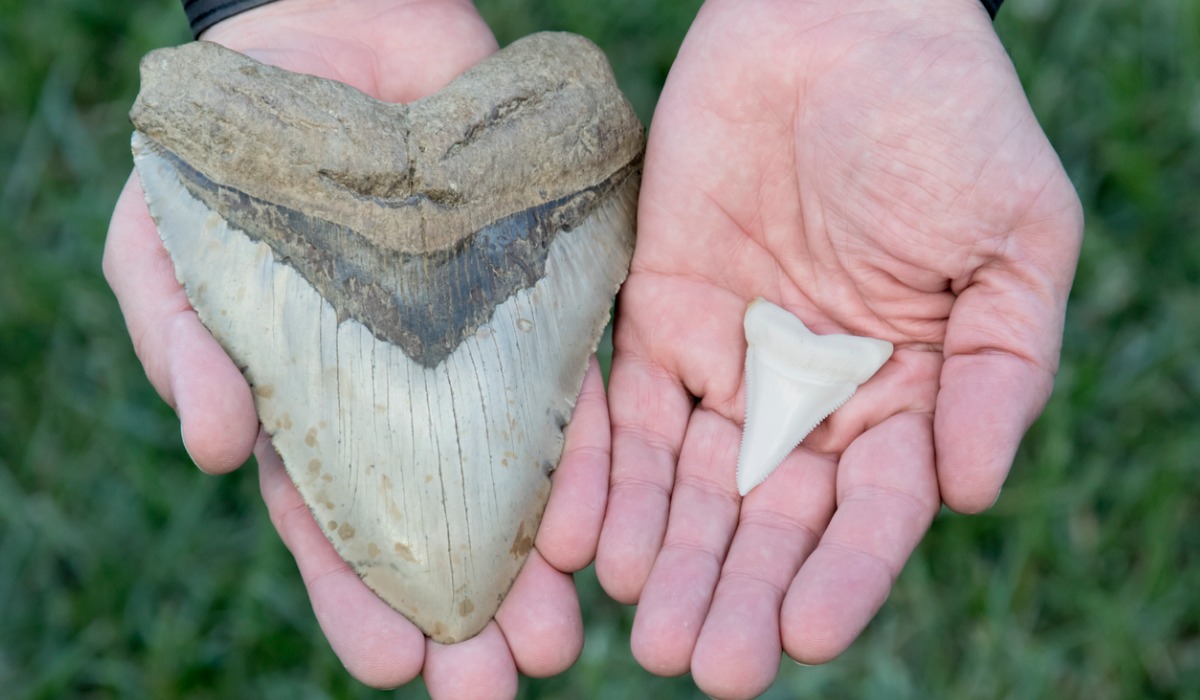 El equipo rescató alrededor de 750 fósiles mineralizados de dientes de depredadores modernos y prehistóricos. 