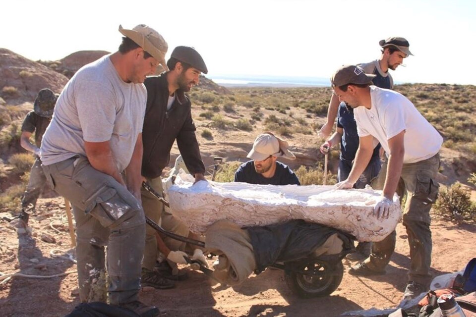 El equipo de paleontólogos trabajó en la zona Villa El chocón, en Río Negro, Argentina.
