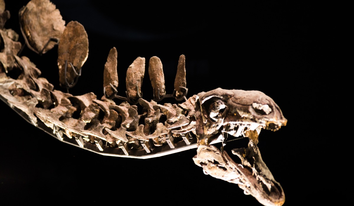 Esqueleto de estegosaurio
