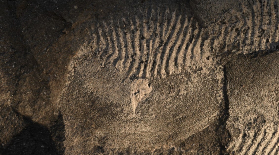 Fósil de las escamas de Hyneria descubierto en Sudáfrica.