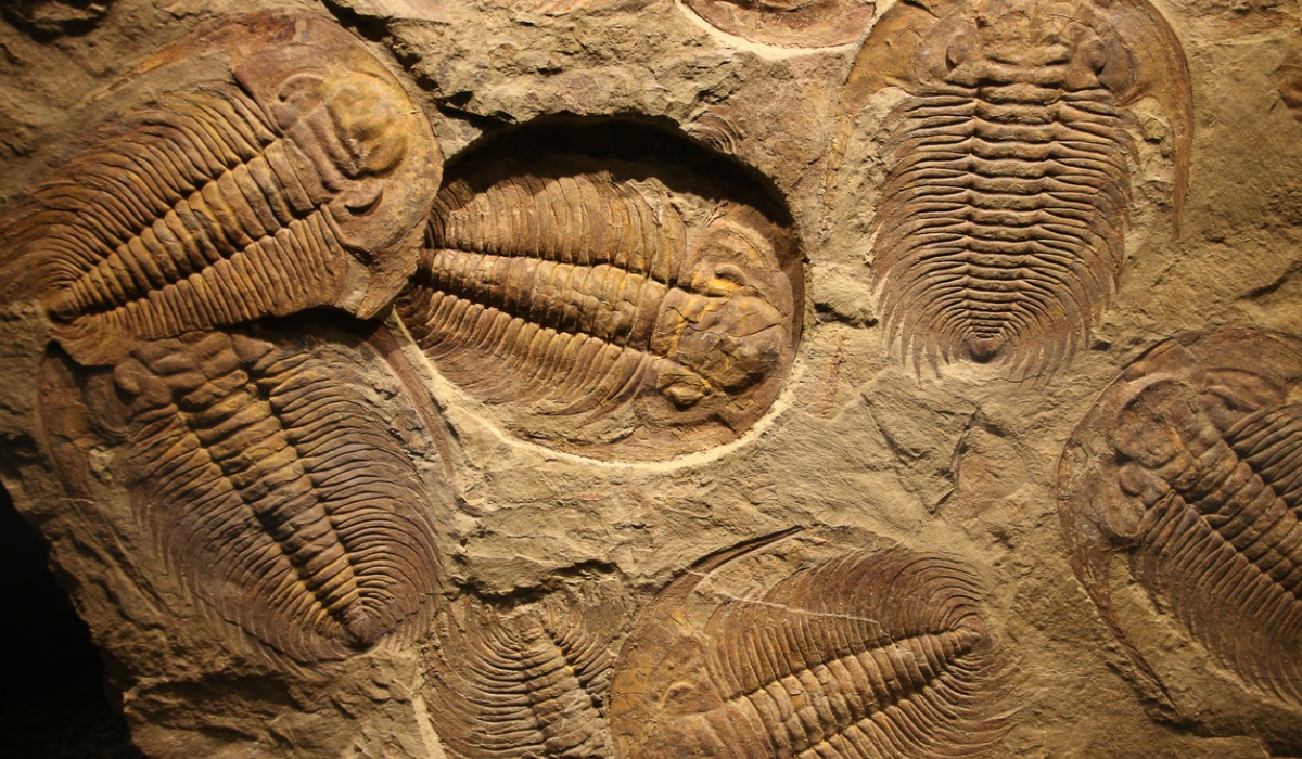 Fueron halladas 12 especies de trilobites