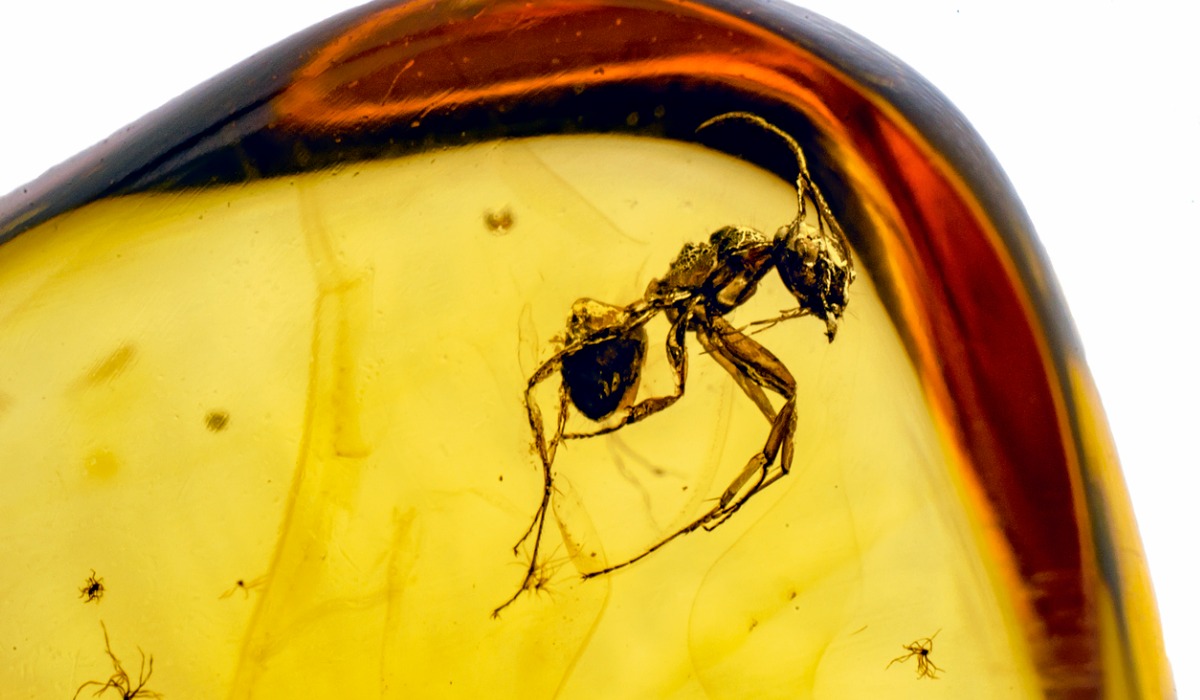 Otro espécimen de hormiga conservada en ámbar.
