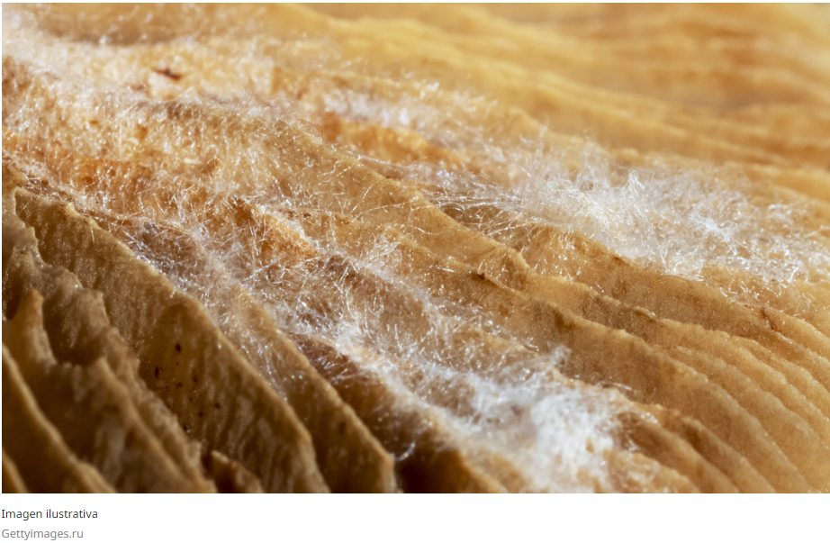 Las hebras obtenidas de los hongos filamentosos podrían utilizarse como un material biodegradable sustituto del cuero.