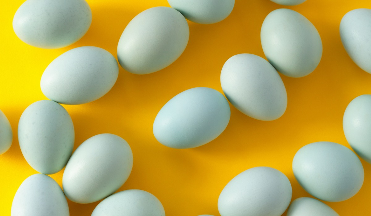 Huevos azulados de la gallina araucana.