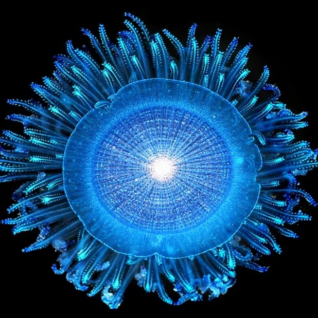 Las medusas de botón azul flotan en la superficie del océano usando un disco redondo.