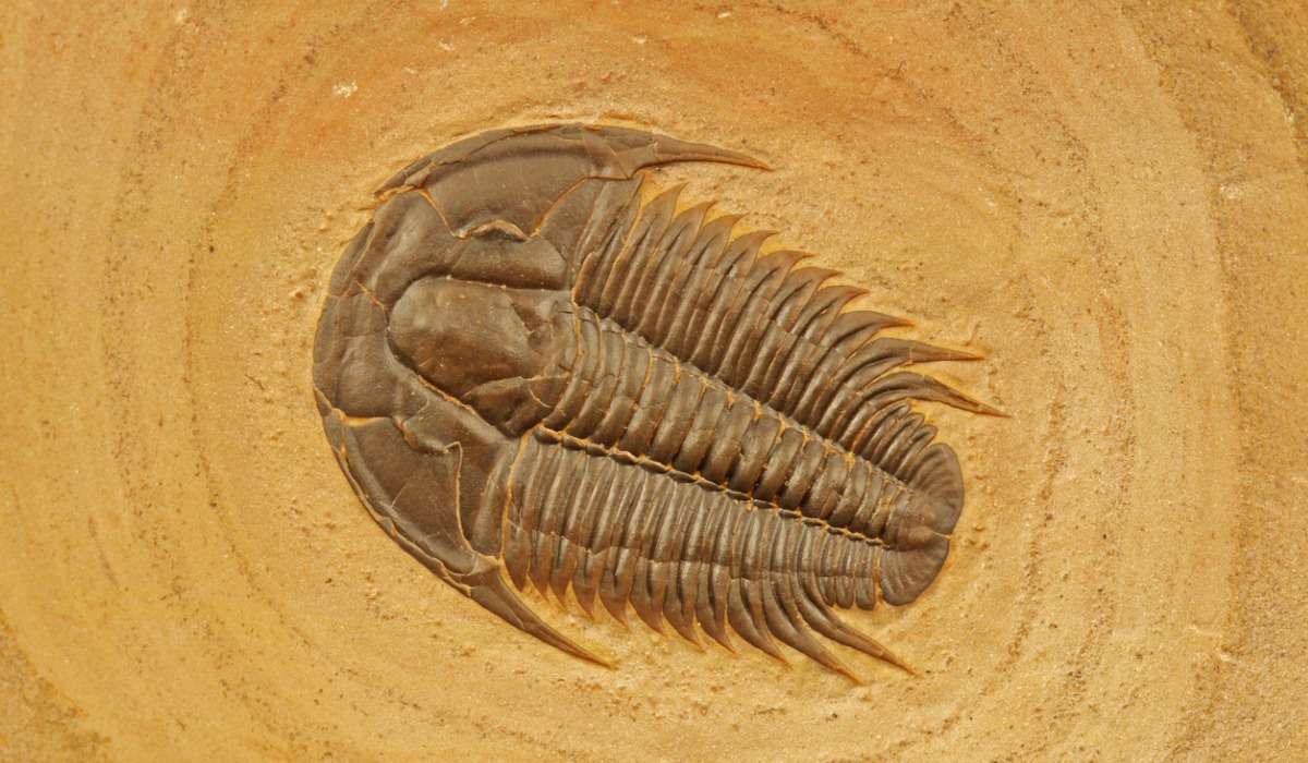 Los trilobites permanecieron ocultos durante 490 millones de años
