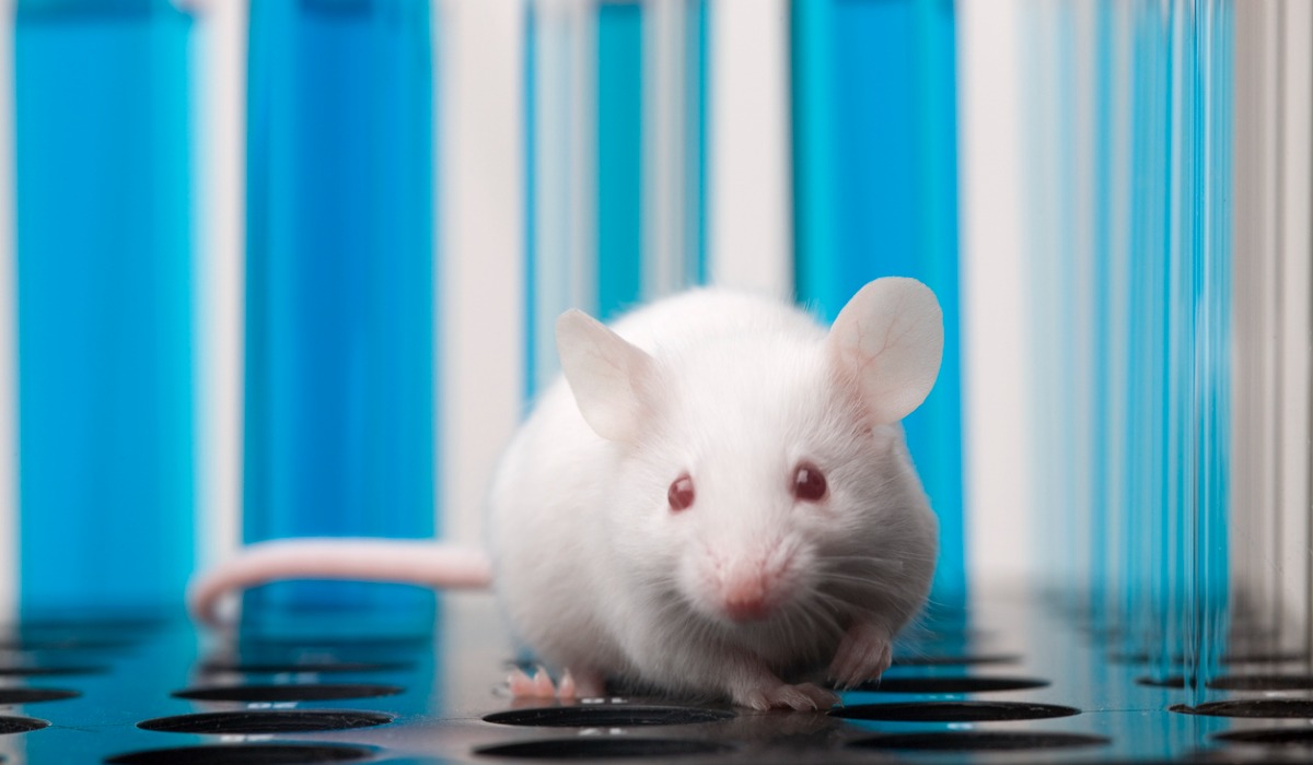 Las células de ratón que fueron procesadas con un cóctel de agentes químicos.