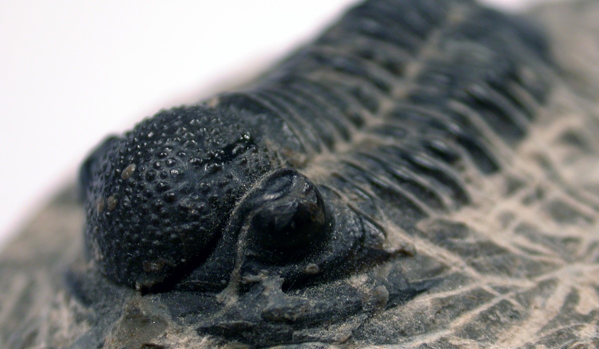Resto fosil de trilobites