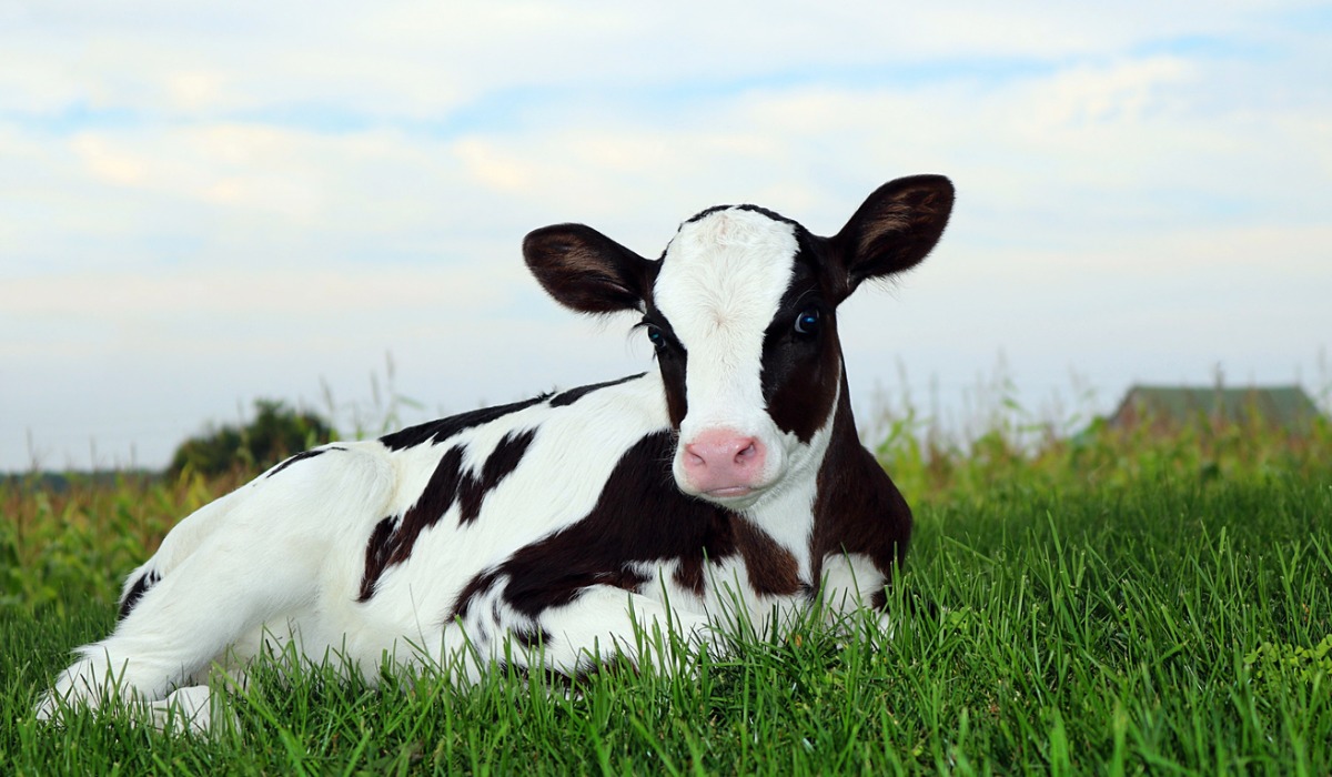 Científicos chinos lograron clonar por primera vez tres "supervacas" de la raza Holstein-Friesian. 