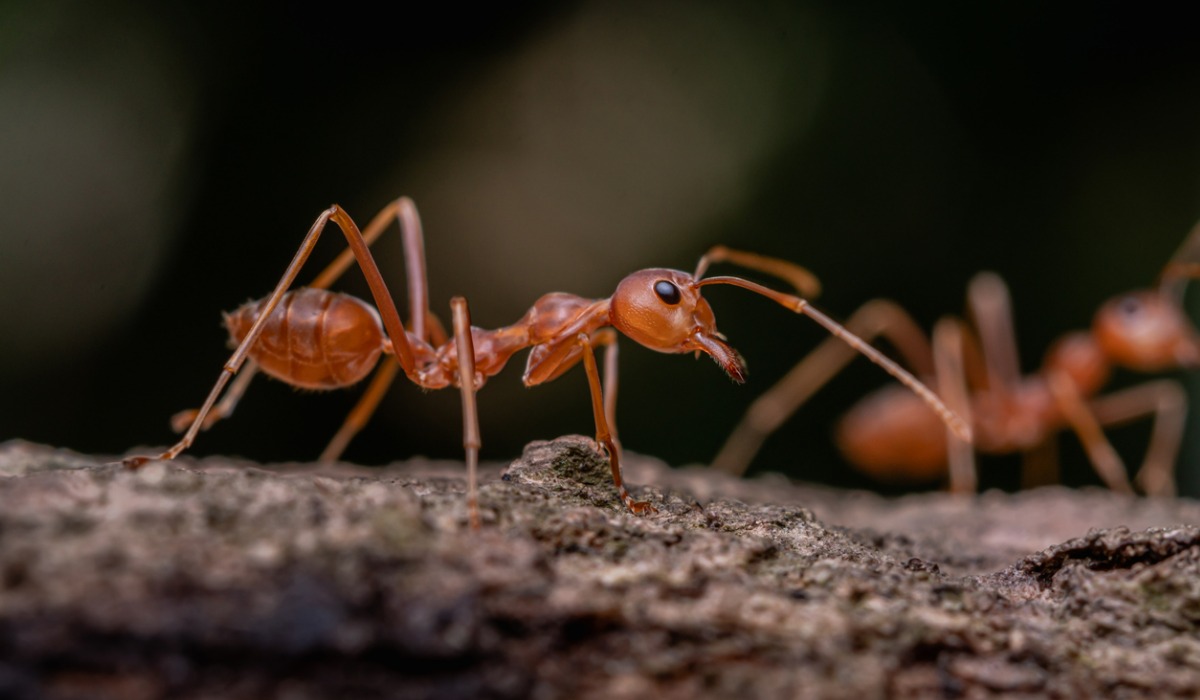 Tierra de hormigas