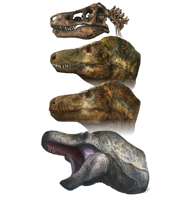 Apariencia facial de los dinosaurios depredadores, según el estudio.