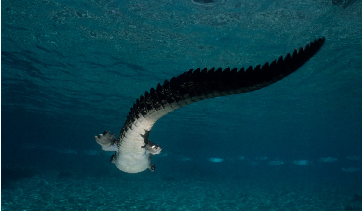 La nueva especie pertenece a los “Crocodilomorfo talatosuquio”, conocido por ser depredadores marinos.