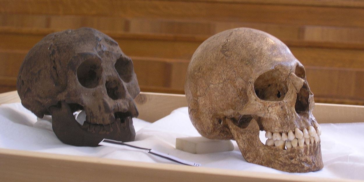 Cráneos de Homo floresiensis (izquierda) y humano (derecha).