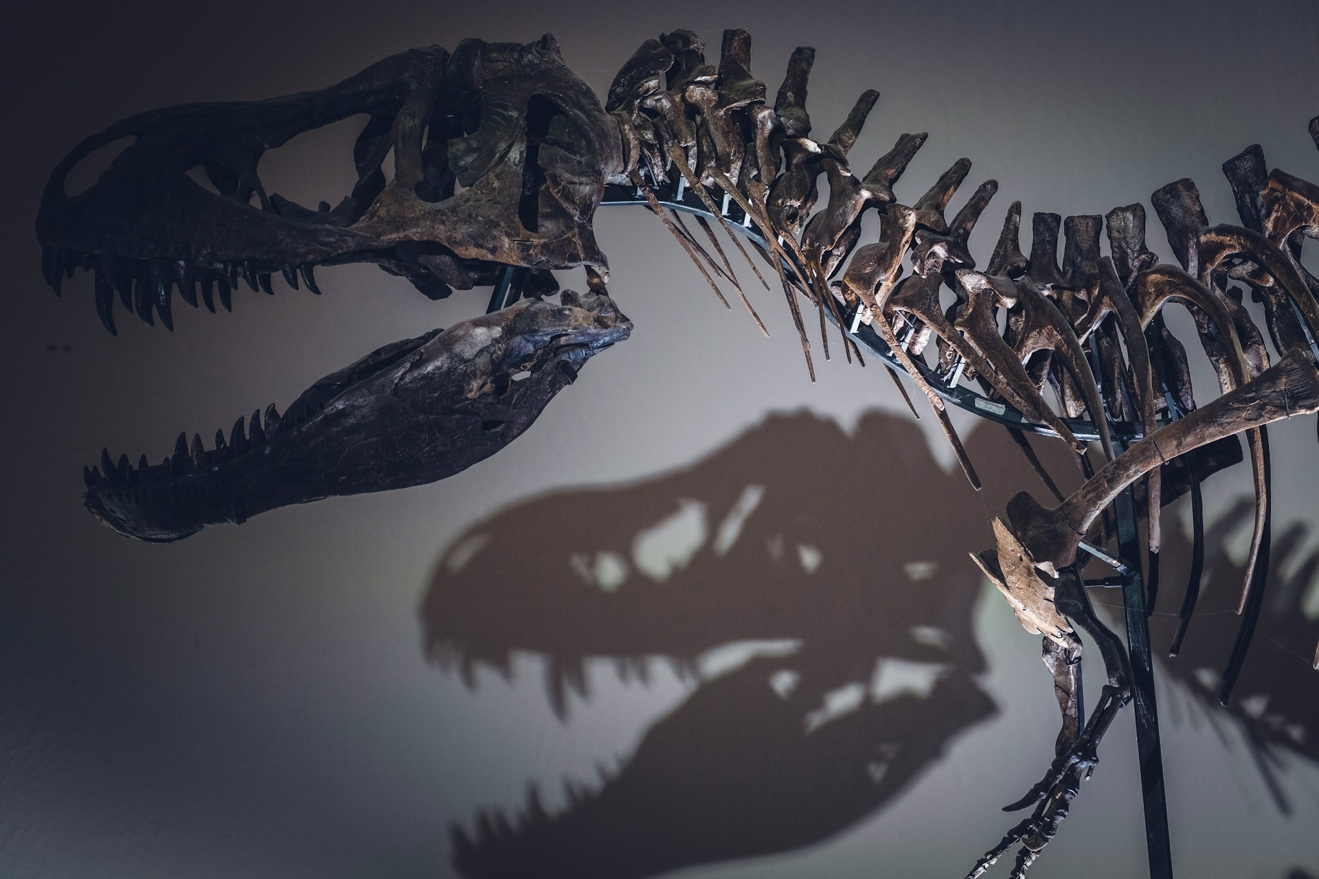 La longevidad humana sería muy superior, si los dinosaurios no hubieran influido en la evolución de los mamíferos