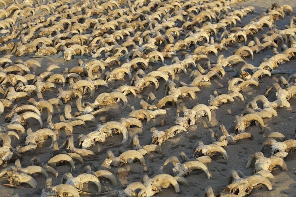 Más de 2 mil cabezas de carnero momificadas fueron halladas.