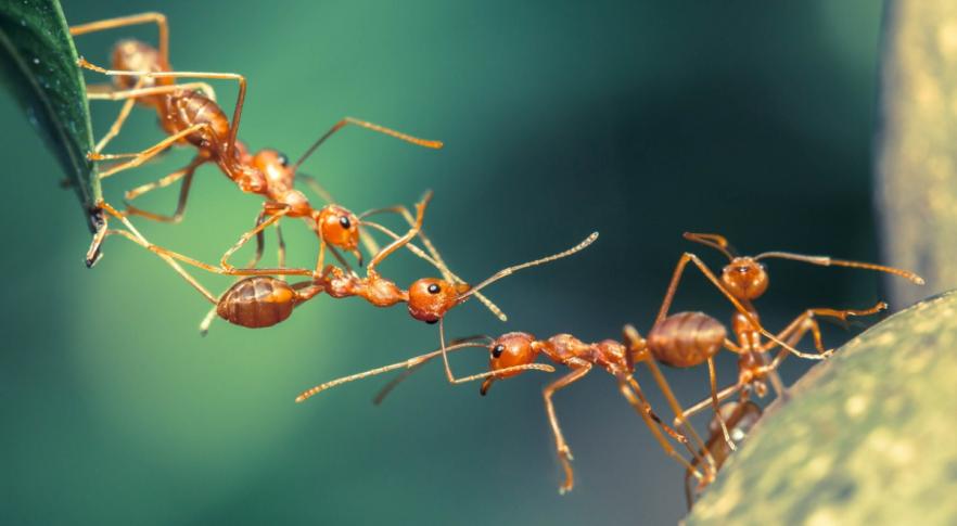 Tierra de hormigas