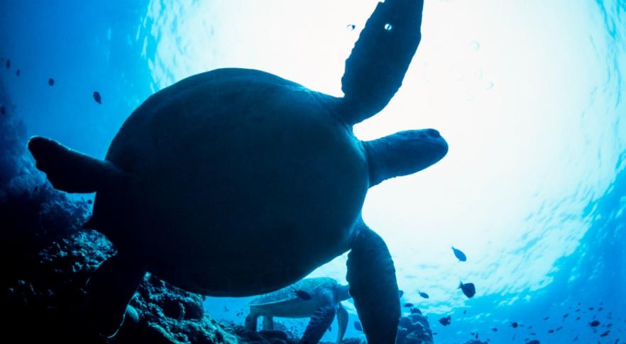 Descubren una tortuga marina prehistórica más grande que un automóvil