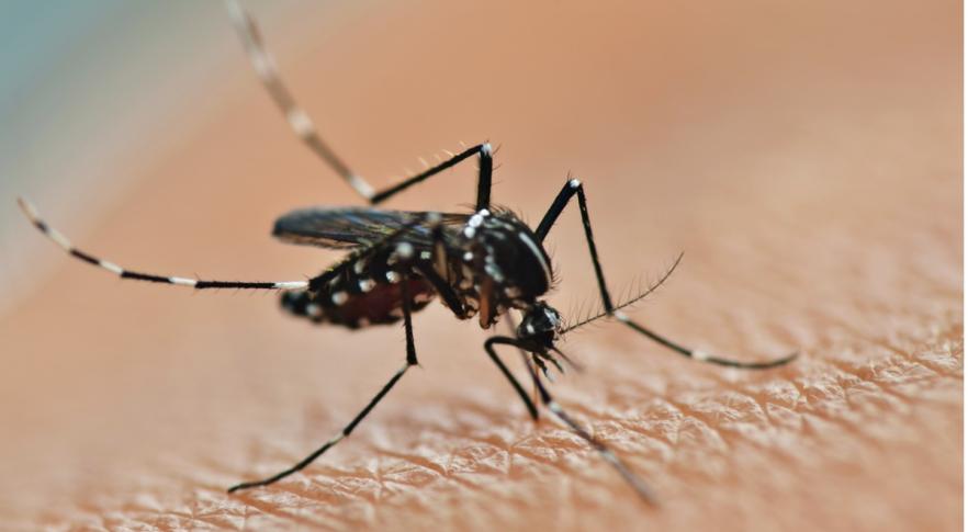 Mosquitos modificados para administrar vacunas