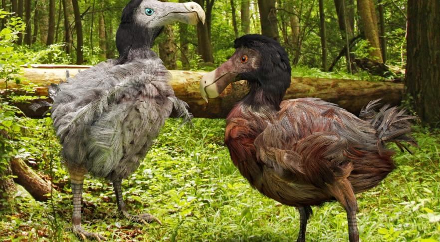 Científicos esperan resucitar al pájaro dodo en 6 años.
