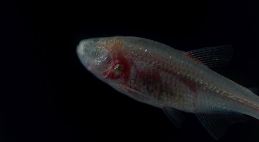 Descubren un pez que evolucionó en la oscuridad absoluta