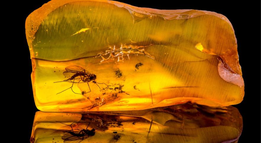 Encuentran un insecto de 34 millones de años atrapado en una pieza de ámbar