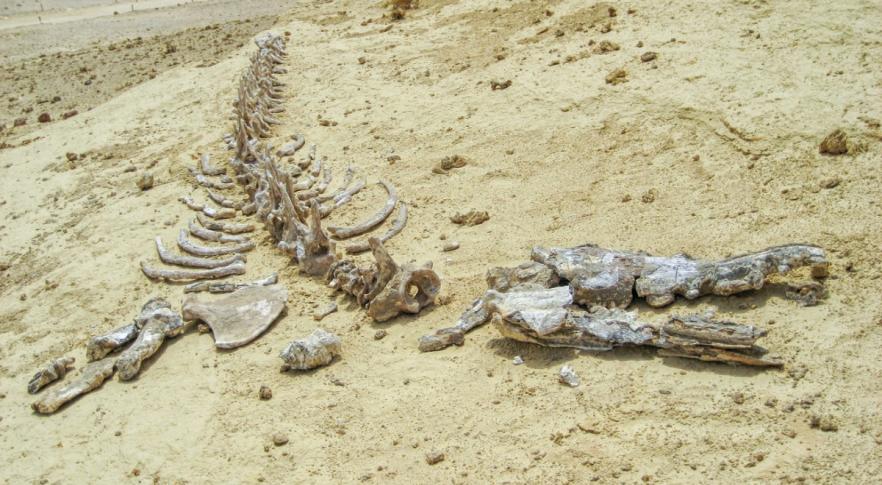 Hallan restos fósiles de una especie de ballena desconocida
