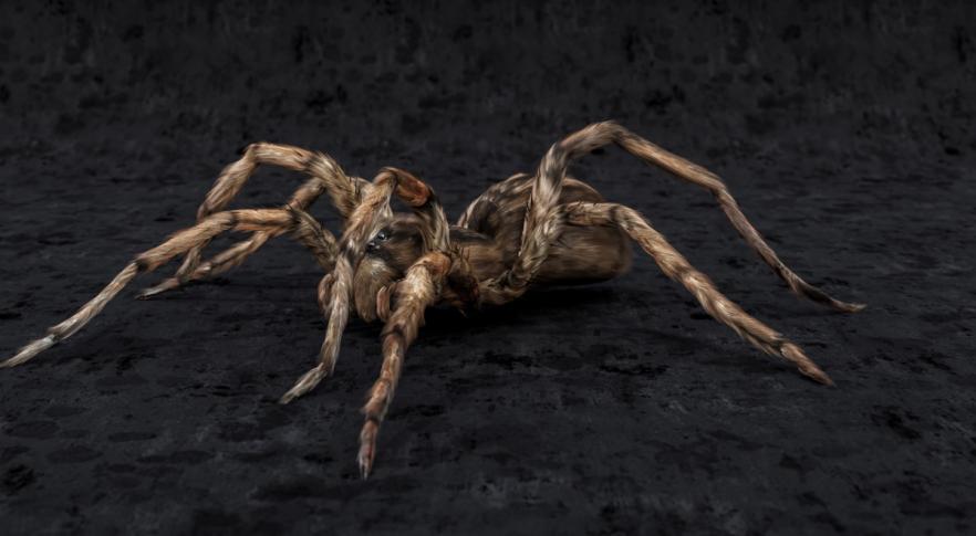 Descubren en Australia el fósil de una araña gigante