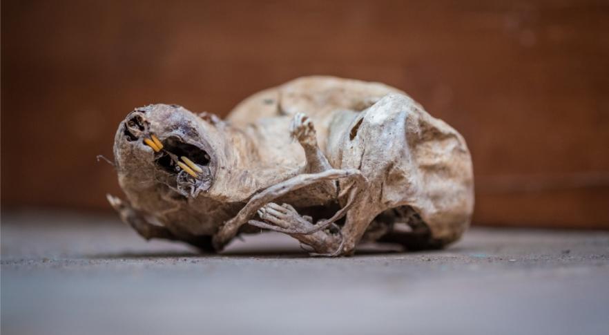 Encuentran roedores momificados en tres volcanes de los andes