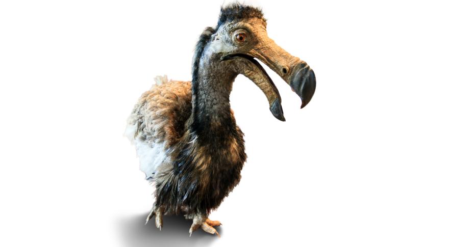 Este es el plan para regresar a la vida al extinto pájaro dodo