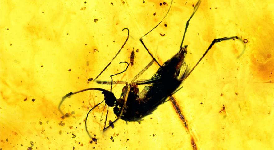 Dos mosquitos preservados en ámbar revelan que los machos chupaban sangre