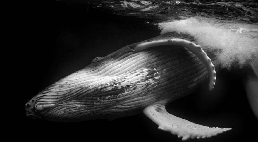 El lenguaje de las ballenas, clave para detectar civilizaciones alienígenas