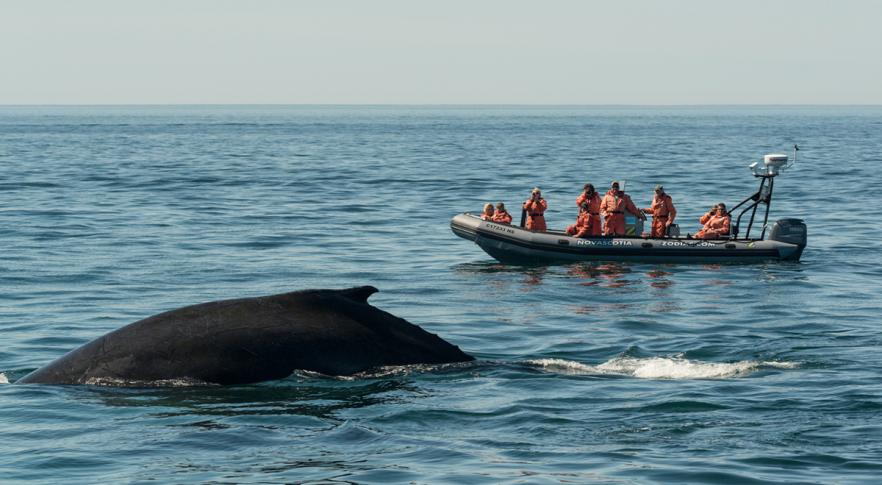 Buscadores de extraterrestres lograron 'conversar' con una ballena