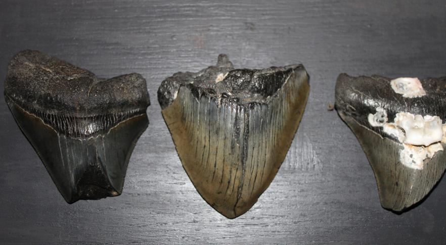 Encuentran por primera vez un diente de megalodón incrustado en el fondo marino