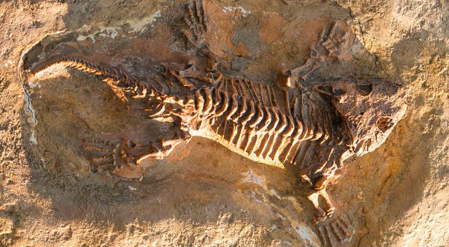 Encuentran en Brasil el fósil de un carnívoro más antiguo que los dinosaurios