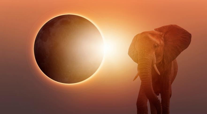 Los sorprendentes efectos de “El Mayor Eclipse Americano” sobre los animales y el tiempo.