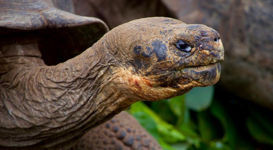 Descubren los restos de una tortuga gigante de la Amazonia