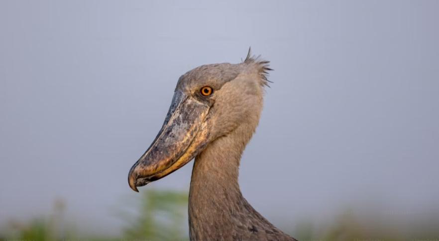 El increíble pájaro africano con “boca de ametralladora” 