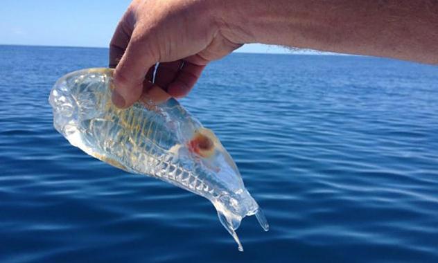 El increíble pez transparente-0