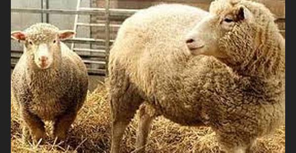 Se anunció la clonación de oveja Dolly-0