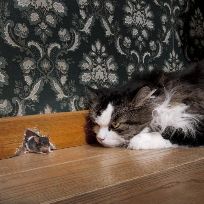El "síndrome de Tom y Jerry": la ciencia explica la obsesión de los gatos por los ratones-0