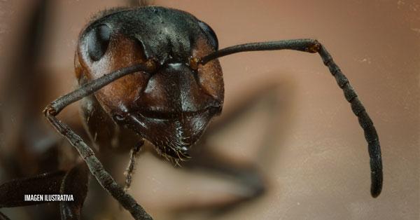 Hallan una 'hormiga del infierno' con 'mandíbulas de acero' en Birmania-0