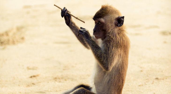Los científicos afirman que los monos capuchinos de Panamá llegaron a su "edad de piedra"-0
