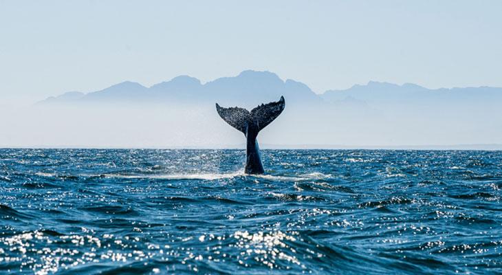 El fósil que revela cómo las ballenas llegaron a Sudamérica en cuatros patas-0