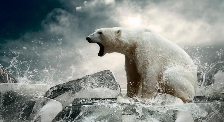 Los osos polares se están volviendo caníbales-0